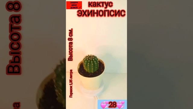 кактус Эхинопсис