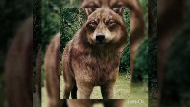 МАНТАЖ СУМЕРКИ ДЖЕЙКОБ♥