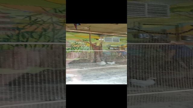 видео из зоопарка попугаями ремейк