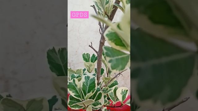 Ficus triangularis Variegata plant in my garden #shorts #Ficus #gardeningpointds