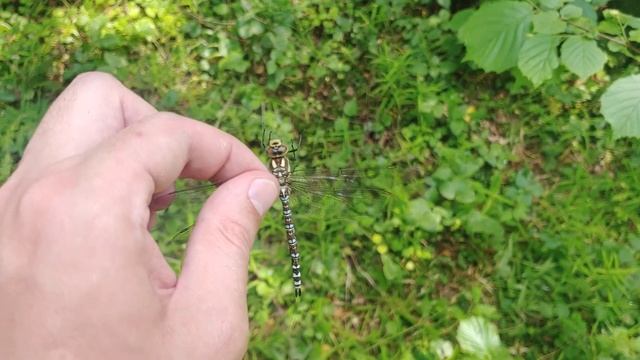 Всё таки эта Стрекоза Коромысла - Самка меня удивляет | Продолжение изучения её окраса