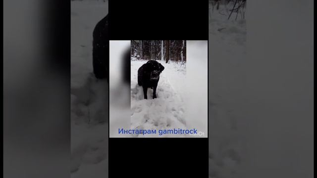 архивное видео 2021 #rockgambit #Labrador #Cherry #зима #Зеленоград #москва #мойпёслабрадор #Dog #1