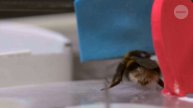 The bees that can learn like humans