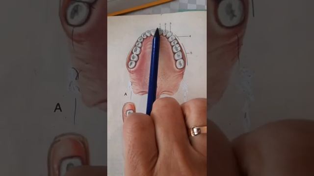 Пишеварительная система