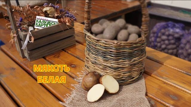 СОРТ ЖУКОВСКИЙ РАННИЙ