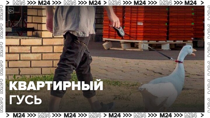 Москвичи стали заводить гусей в качестве домашних питомцев - Москва 24