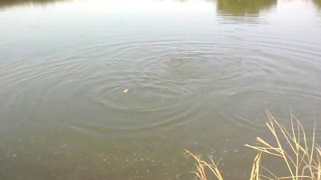 Жесть! Карп ест хлеб!