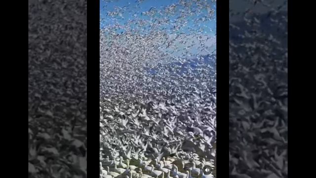целая отара
