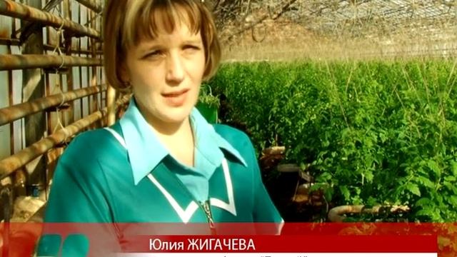 В теплицах агрофирмы «Пурсей» поселились шмели