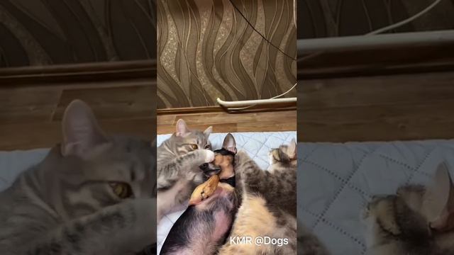 Жестокая родня😮 ( смотреть со звуком видео про кошек и собак )