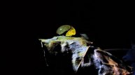 Canon PowerShot sx530 hs, Amazing Beautiful Macro Sample Photos Test, Water Drop