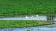 Белые лебеди в пруду около города Вязники. Вид с горы в Толмачево