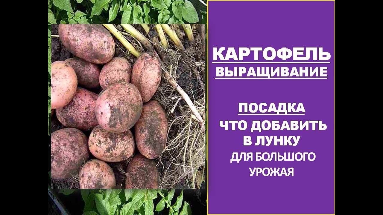 Как Вырастить Большой урожай картофеля🌷 Посадка Удобрение Картофеля при Посадке Добавьте в Лунку