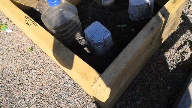 Что посеять в ИЮНЕ? Успейте!!!