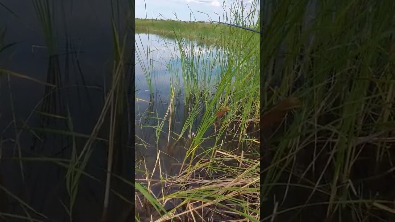 ЛОВИМ ЩУКУ НА ПАПЛАВОК С ЖИВЦОМ. Сорвалась.