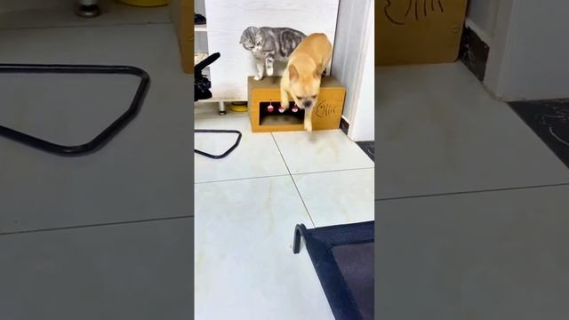 VID-20231010-WA0011.mp4