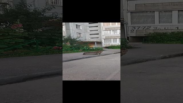 Кошачий разговор. Коты выясняют отношения. Ульяновск