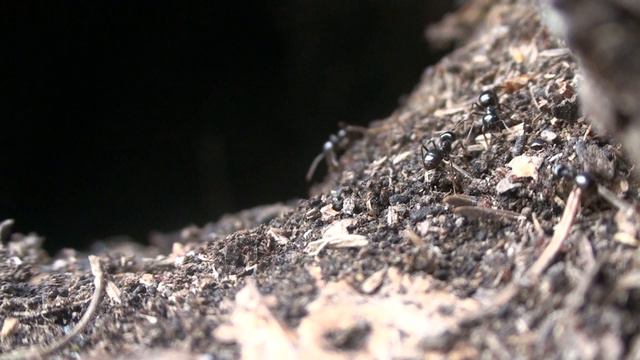 Lasius (Dendrolasius) fuliginosus