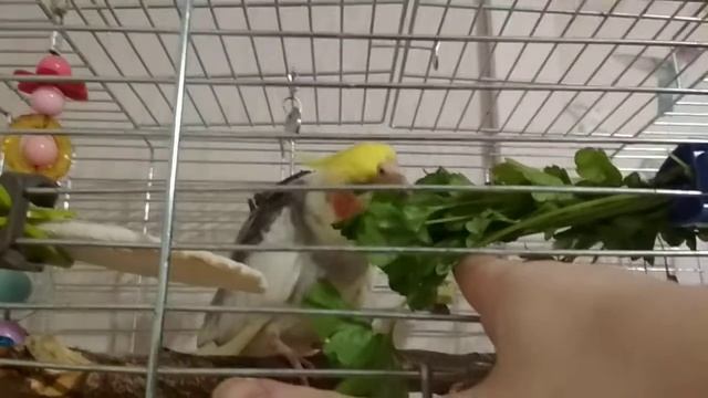 Ракета ест петрушку