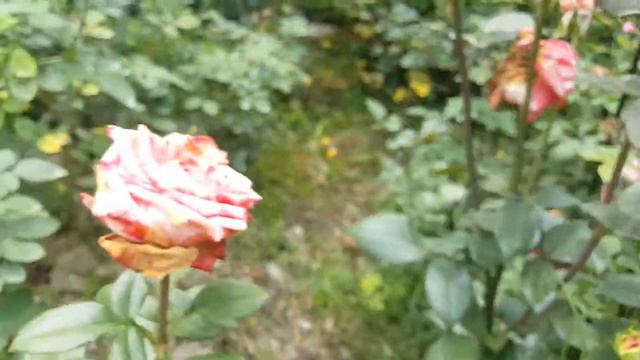 N-Tertain Jan Spek Nurseries  - rose - rosier - rosa