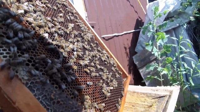 Проверяю молодую матку облетелась или нет через 10 дней после выхода.