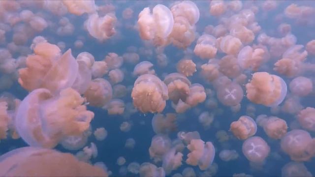 Купание с миллионами медуз