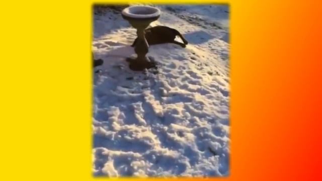Забавные и смешные животные Кошки Собаки  Позитив Создай себе хорошее настроение.