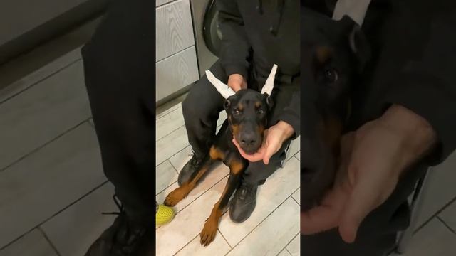 Постановка ушей доберману