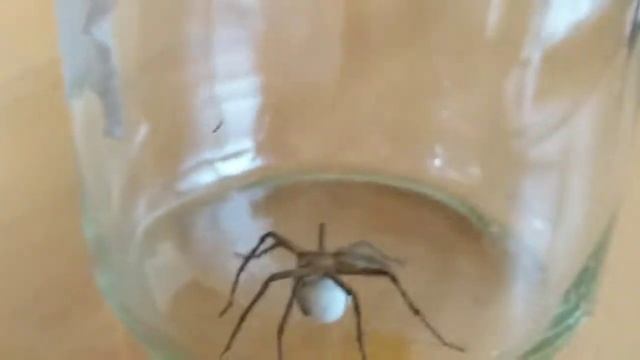Lycosidae spider with cocoon