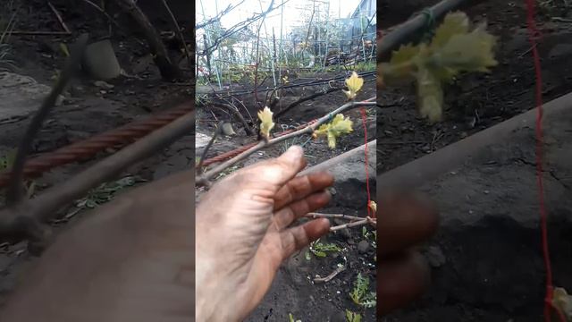 Нормирвка винограда побегами