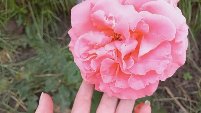 Розы - первогодки из питомника "Аромат роз"