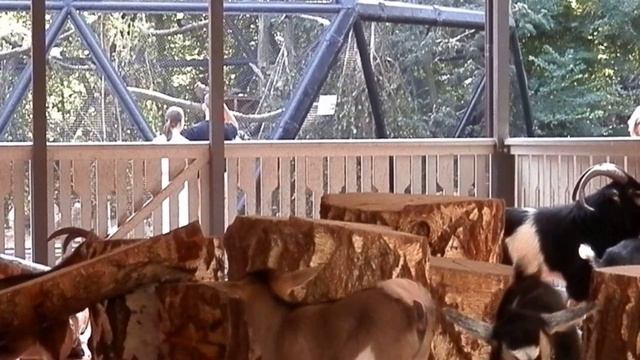 Козлята в Новосибирском зоопарке