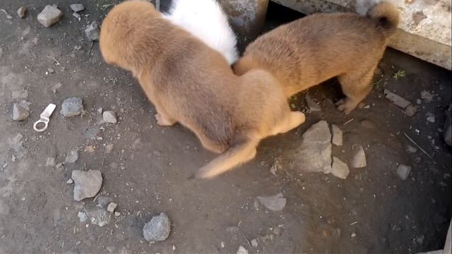 Два щенка и котёнок