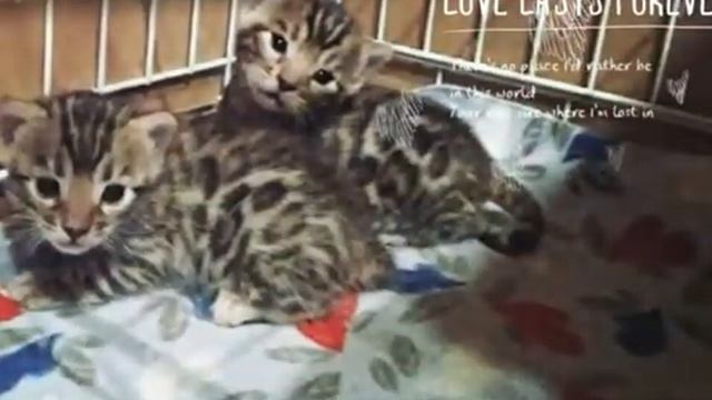 Бенгальские коты