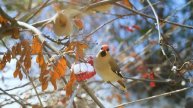 Healing Bird Sounds to Reduce Stress, Sleep Well & Release Negative Emotions | BIRDS SOUNDS