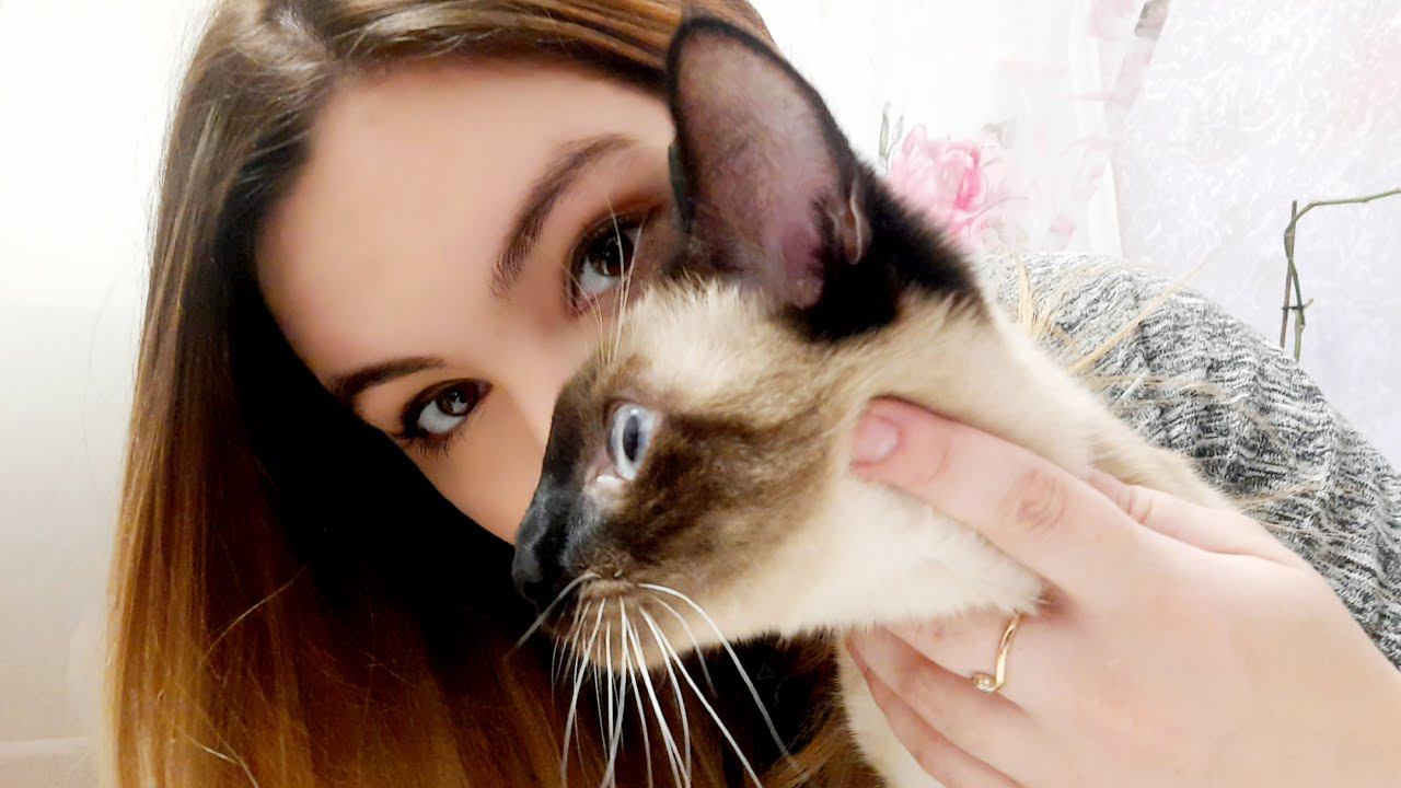 Домашний Стримчик С Кошечкой. Милота Милана И Волчица