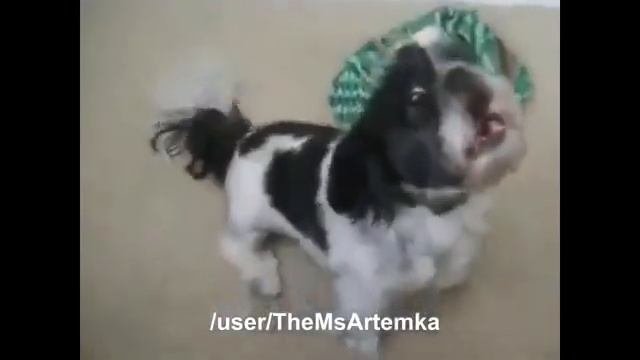 Бесплатные видео приколы про животных.