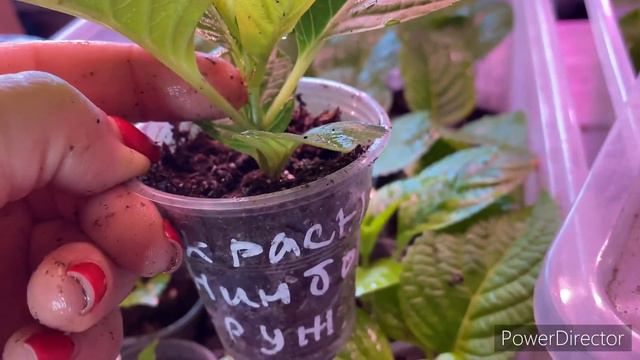 Как выглядят черенки гортензии hydrangea