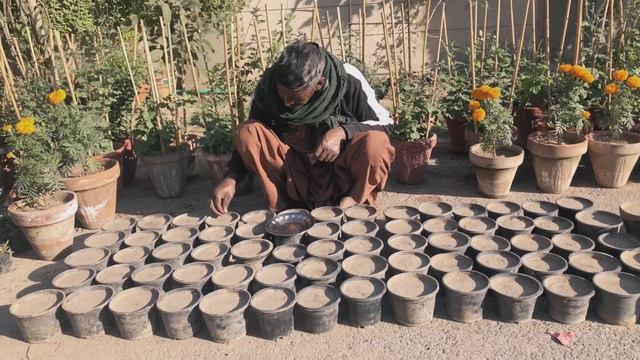 How grow petunia from seeds with update-Urdu/Hindi