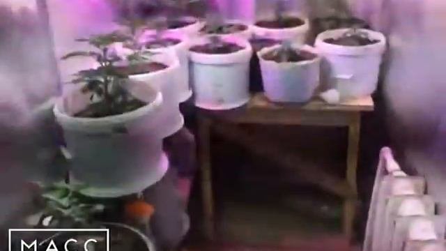 В ТЕРМАЛЬНОМ ВЫРАЩИВАЛИ КОНОПЛЮ