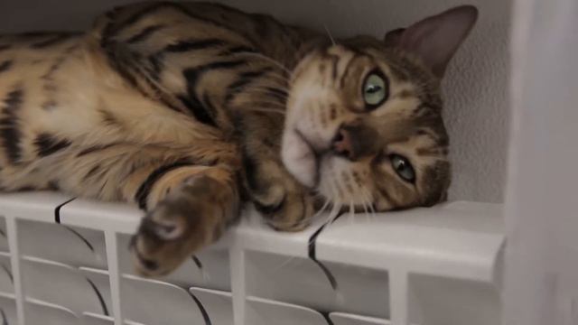 I HUG RADIATOR/Бенгальская кошка и батарея