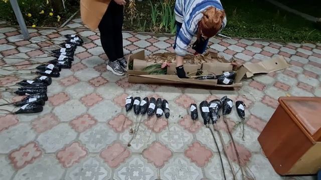 Посылка с саженцами от Agro-Market24 12 октября 2020 года.