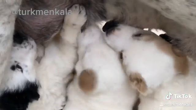 Молоко убежало далеко. Щенки алабая со своей мамой.