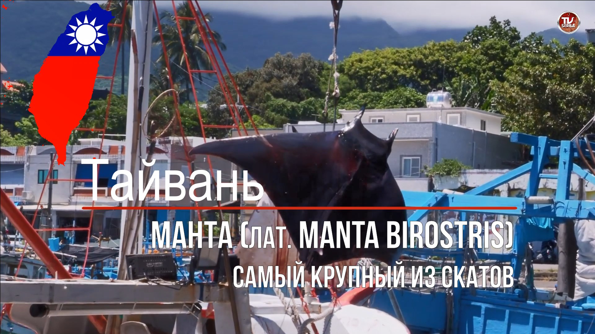 Манта (лат. Manta birostris) — самый крупный из скатов. Рецепт приготовления Ската Манта / СербаТВ