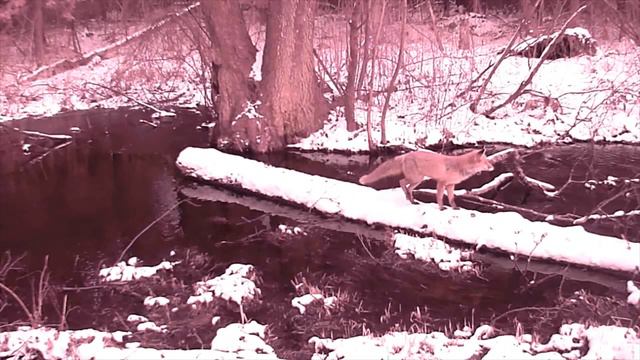 Пахучее бревно. Приманка ХИЩНИК Бурав+пробирки