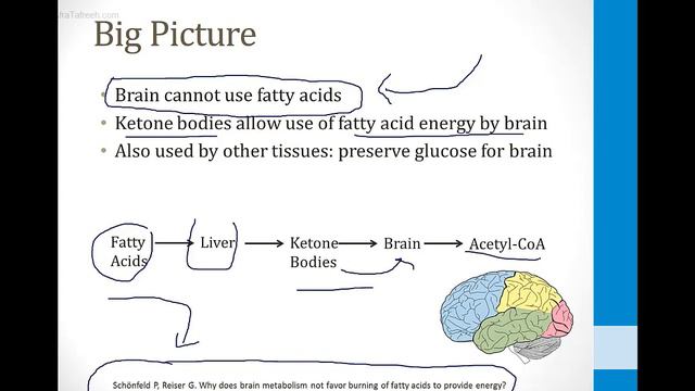 Biochemistry - 2. Metabolism - 11. Ketone Bodies atf