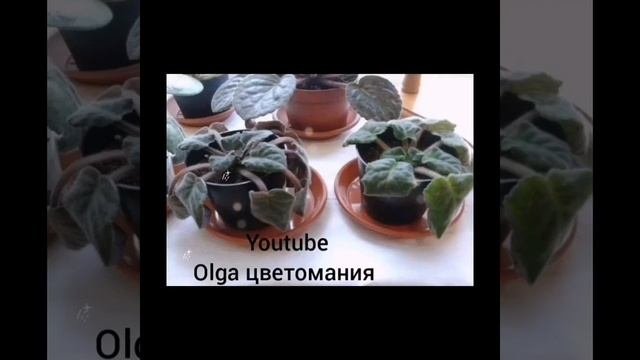 Причины, почему у комнатных растений сохнут листья!