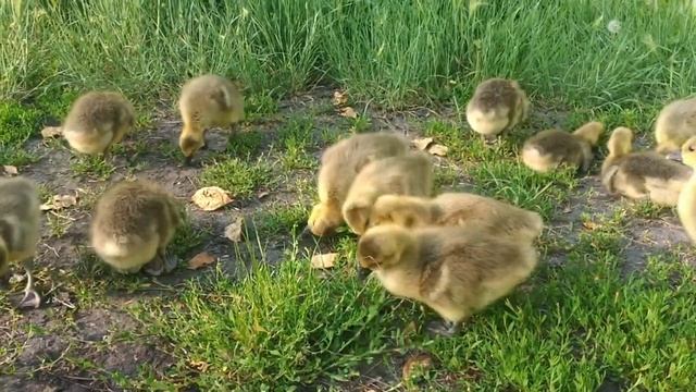 Мой переезд в деревню на ПМЖ. Из мегаполиса на землю.