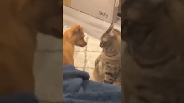 Смешные животные _ Восхитительные коты и собаки 2022
