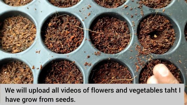 Update Affordable Organic Store Seed Germination/Sunflower/Cosmos/Morning Glory/Zinnia/How to Grow